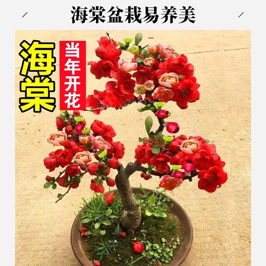 海棠花盆栽树苗盆景重瓣老桩庭院绿植物室内四季花卉开花好养