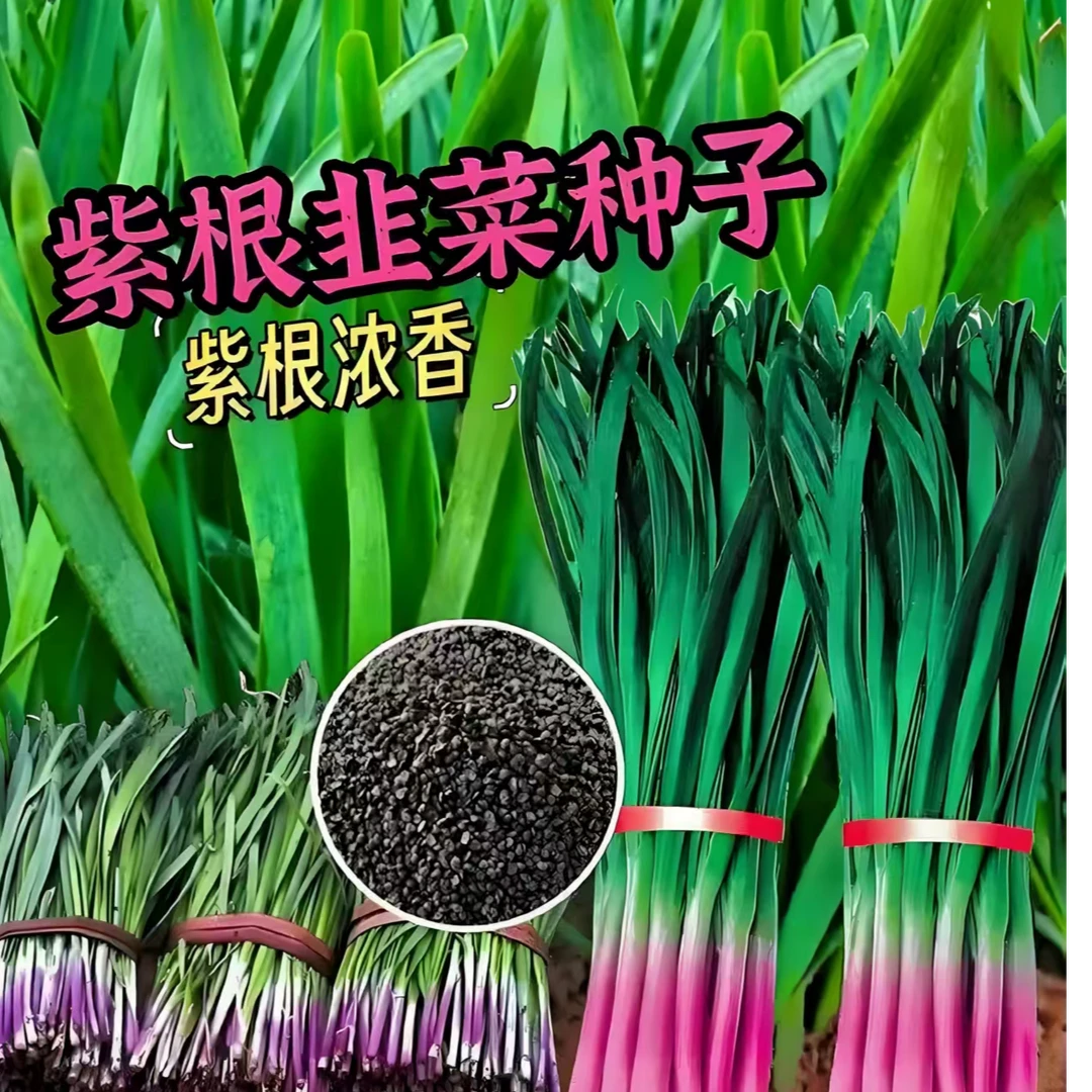 当季新种紫根韭菜种子四季可种香味浓郁 多茬采收韭菜籽