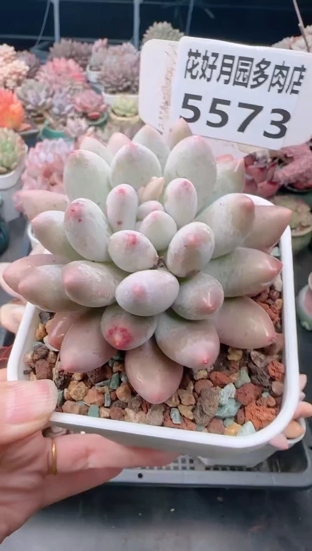 【闪购商品】5573.