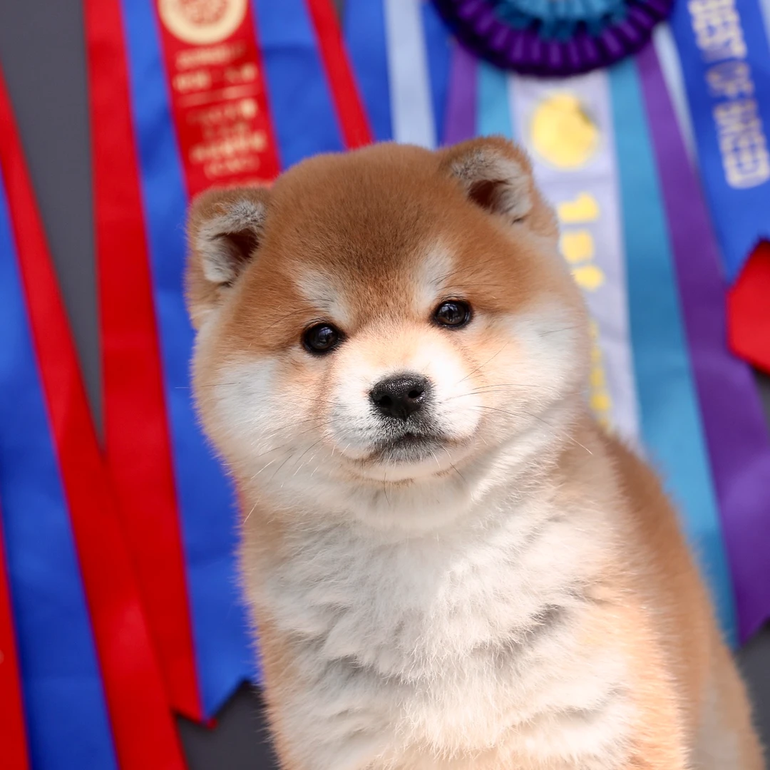 黑白赤色柴犬链接