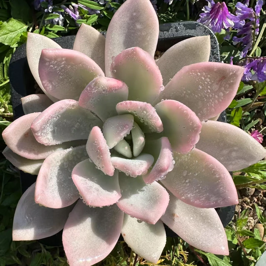 慢悠花房 奥普琳娜锦  精品多肉办公室阳台园艺盆栽多肉七夕鲜花