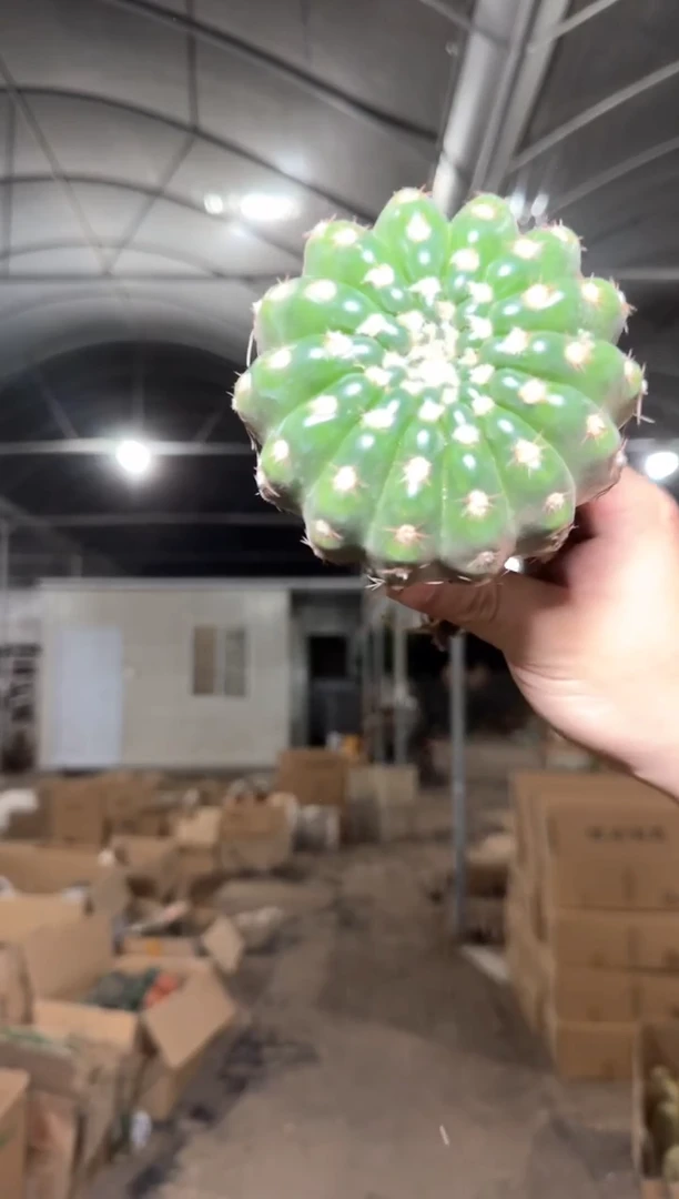 7-10cm 眩美玉【实生根】