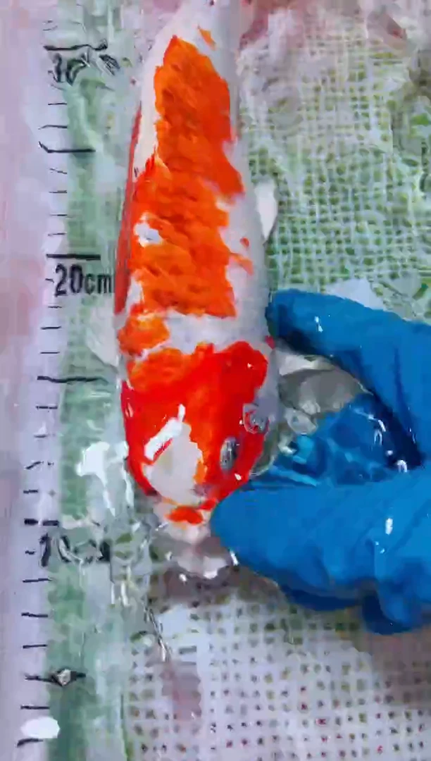 锦鲤血统锦鲤全场包邮77