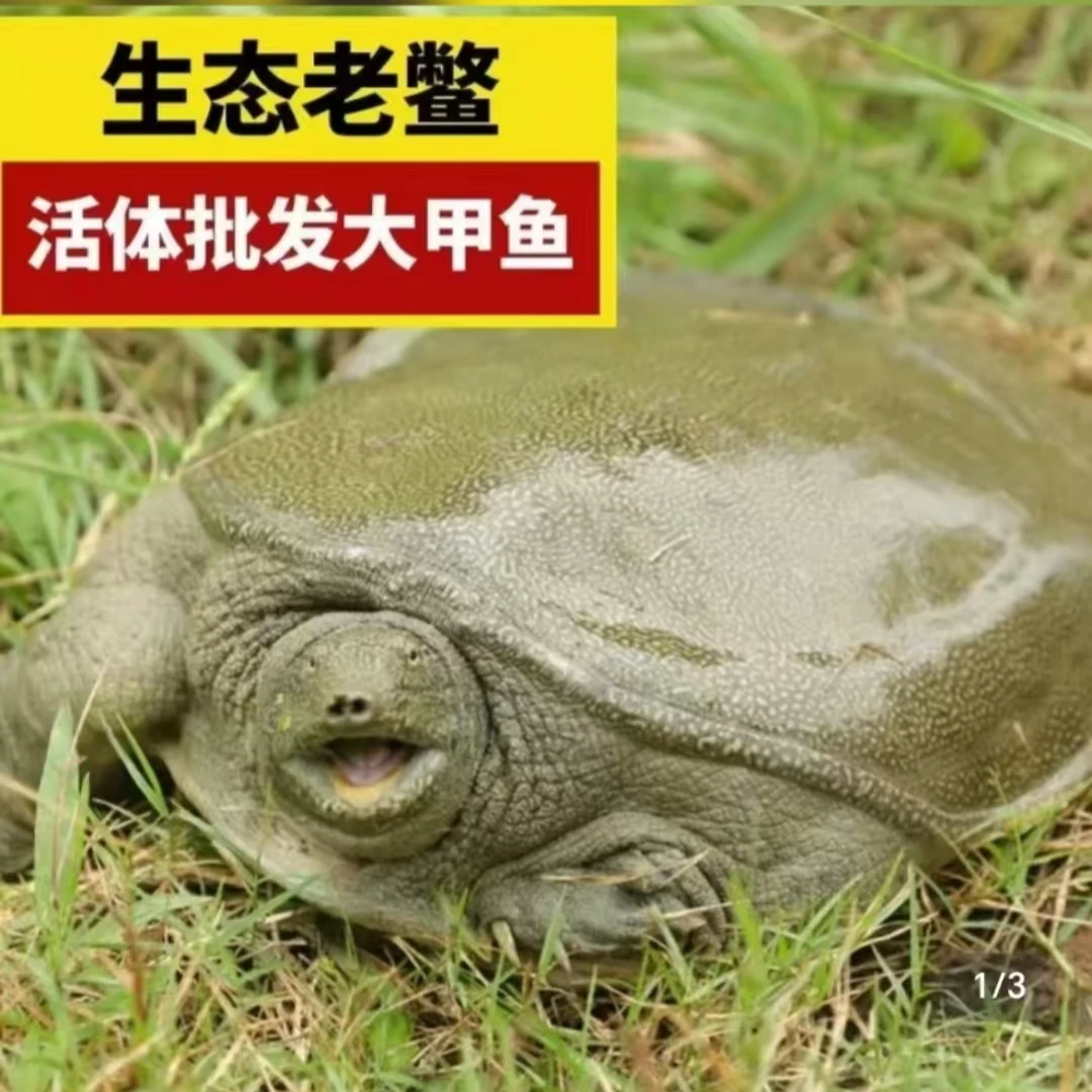 5只 6-5斤 湖南汉寿甲鱼 外塘生态散养青背白底甲鱼 鲜活发货