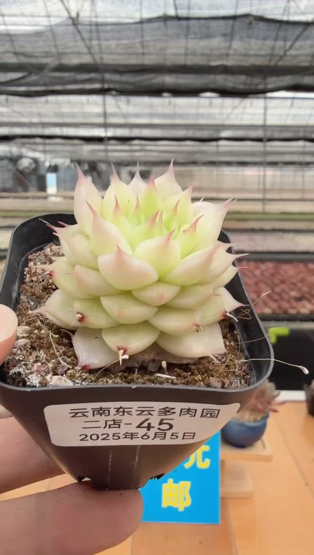 东云多肉园二店-45