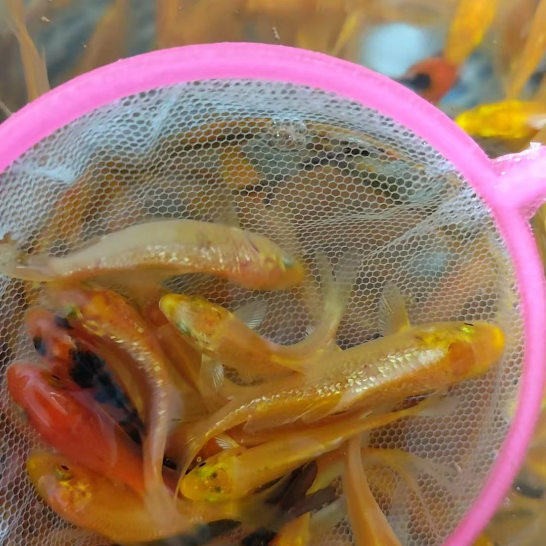 3-5cm小鱼随机三条