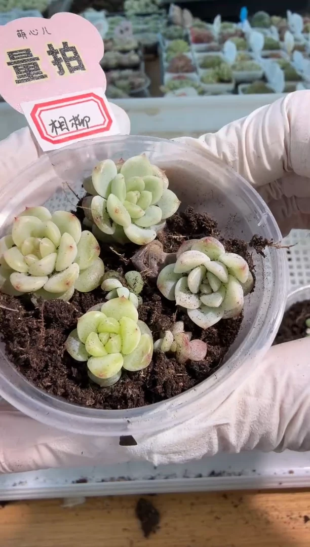 相柳小圆盒1盒 量拍多肉植物