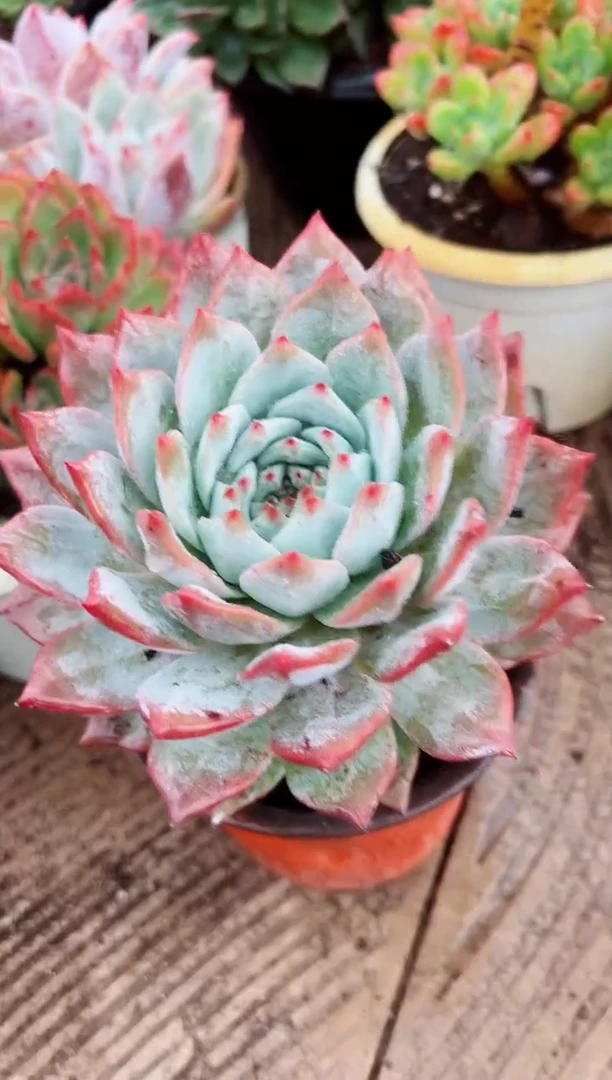 m****o多肉植物一物一拍30166