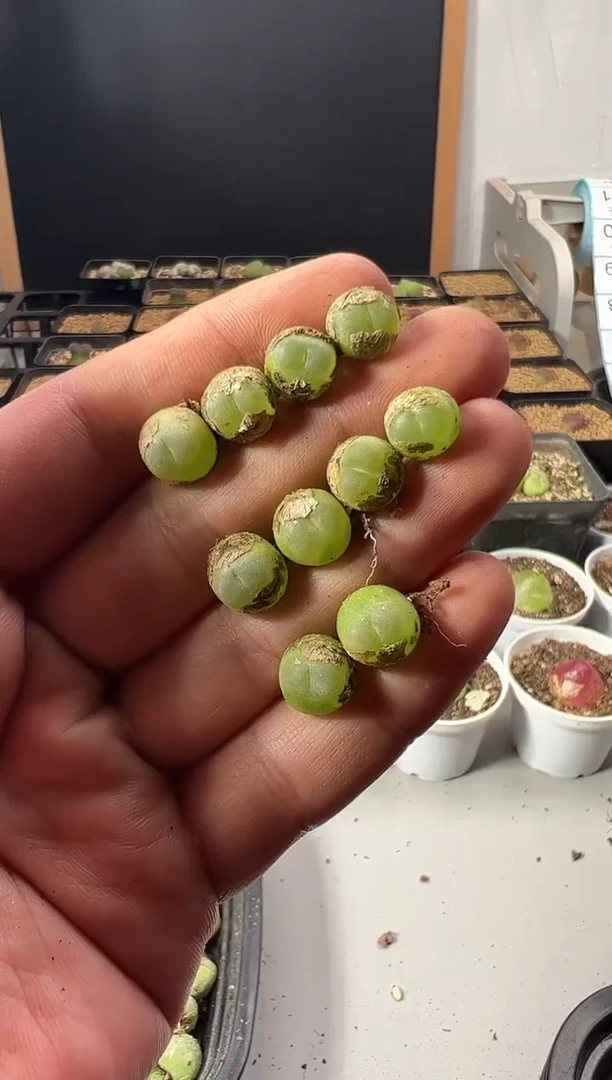 你****爱一物一拍              493