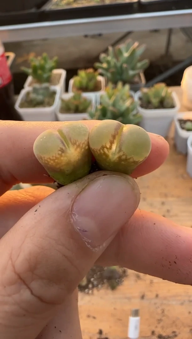 【闪购商品】9-434