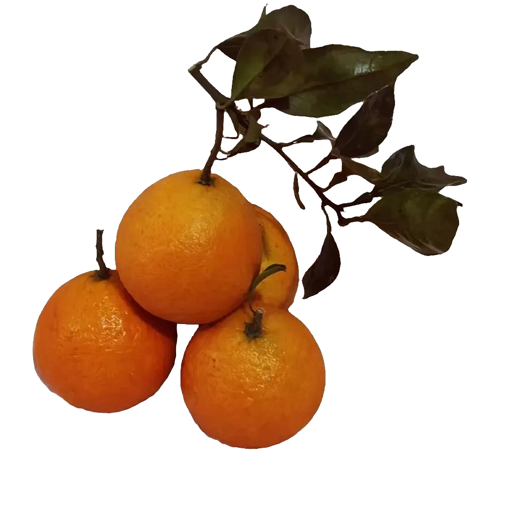 爱媛果冻橙果农直发新鲜采摘