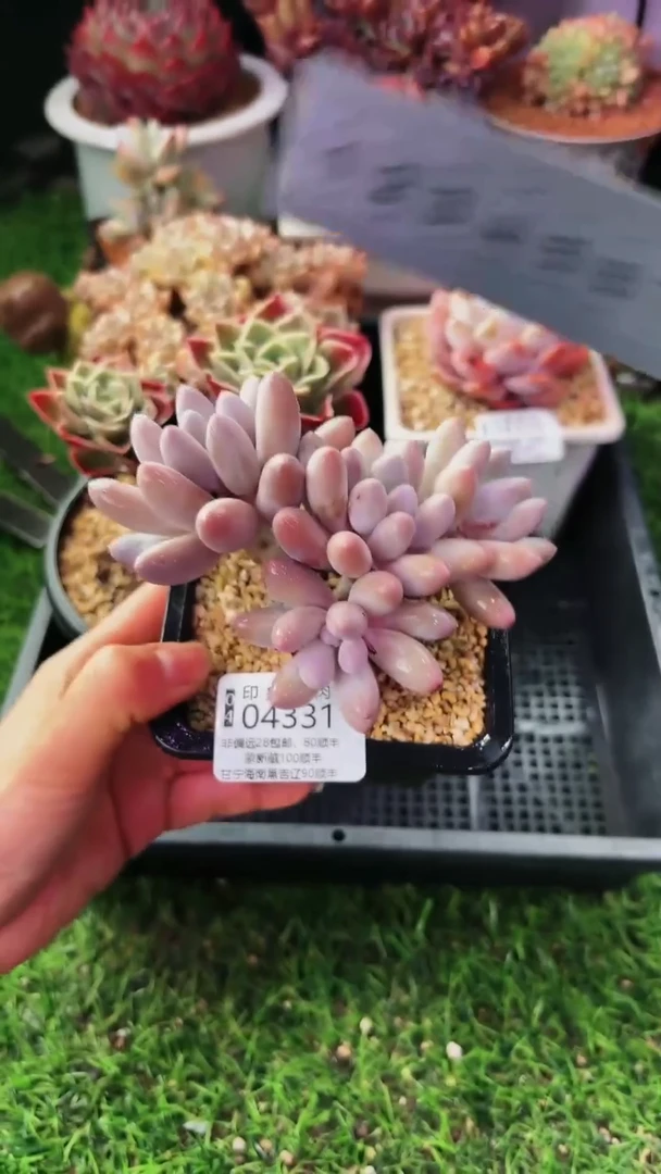 昆明印象多肉04331