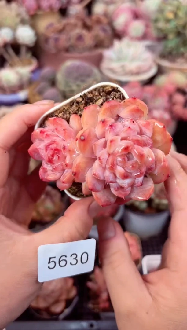 【闪购商品】5630双头冰钻多肉