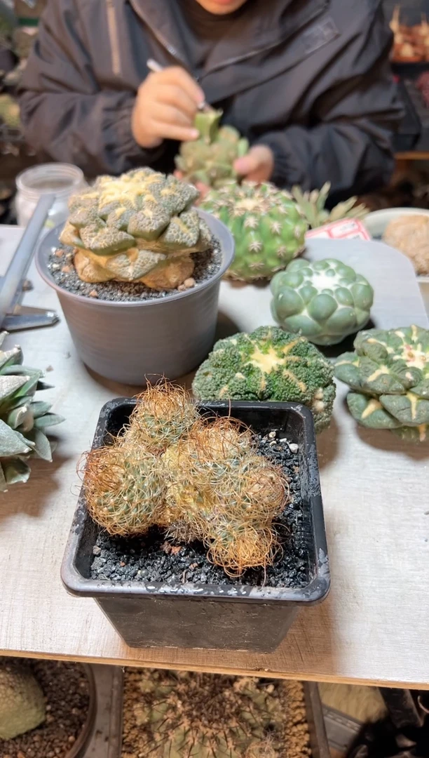 【闪购商品】晚17号草刺娇丽7.5公分