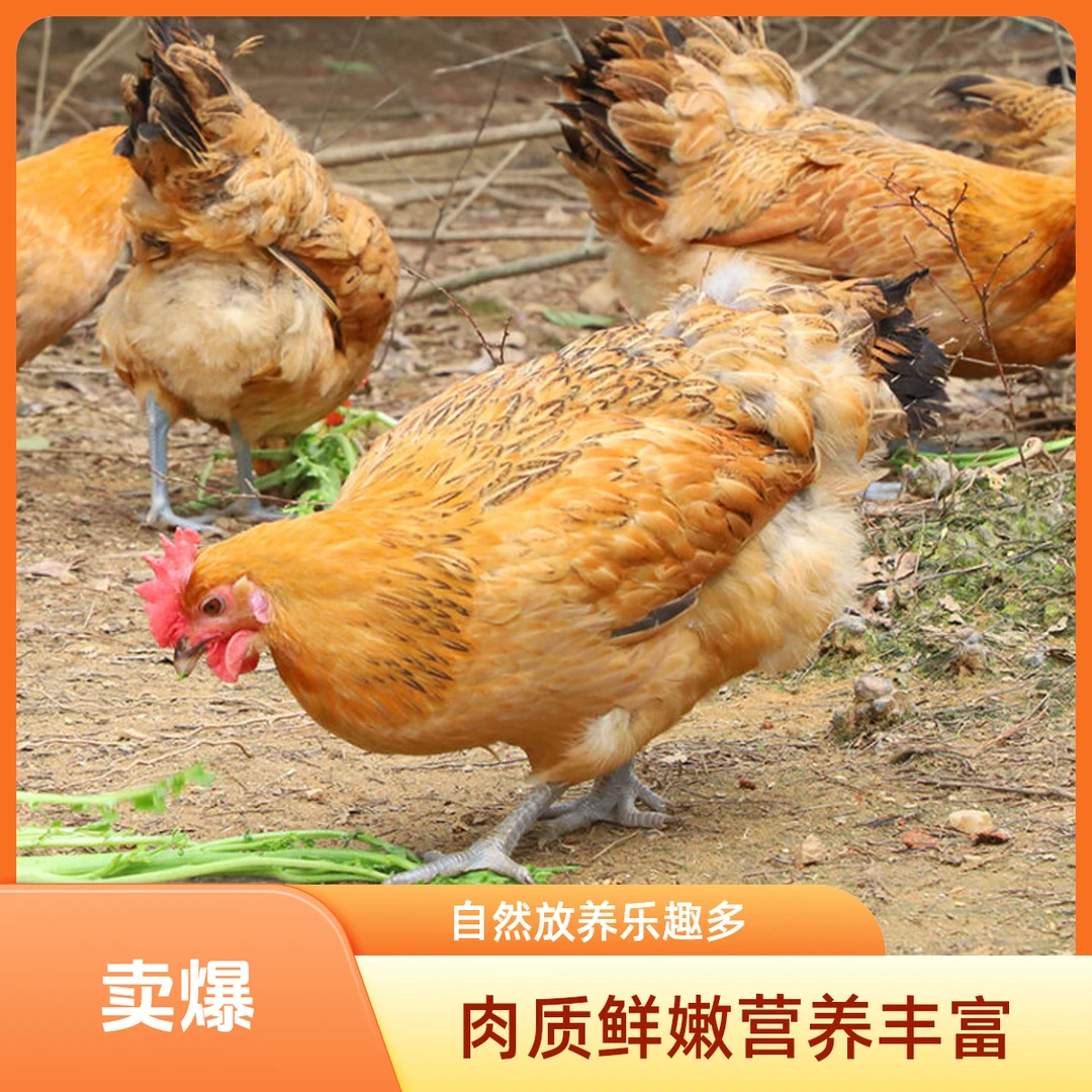 玥苑童子鸡新鲜顺丰冷链发货上海包邮