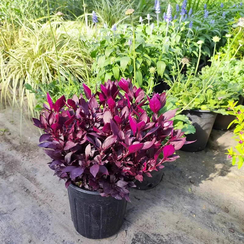 花园花镜优秀红色系植物红色莲子草盆栽多年生耐寒耐热观叶花卉