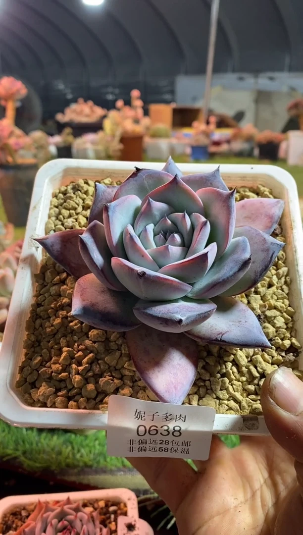 【闪购商品】黑卡0638aaaaa