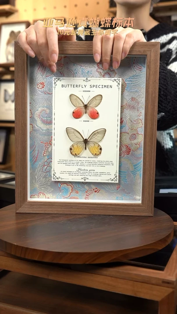 玫瑰绡眼蝶+黄晶眼蝶国风花蓝色布底