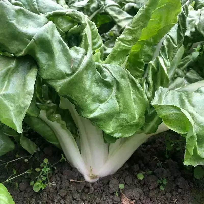 贵州农家露天种植君达菜瓢儿菜甜菜时