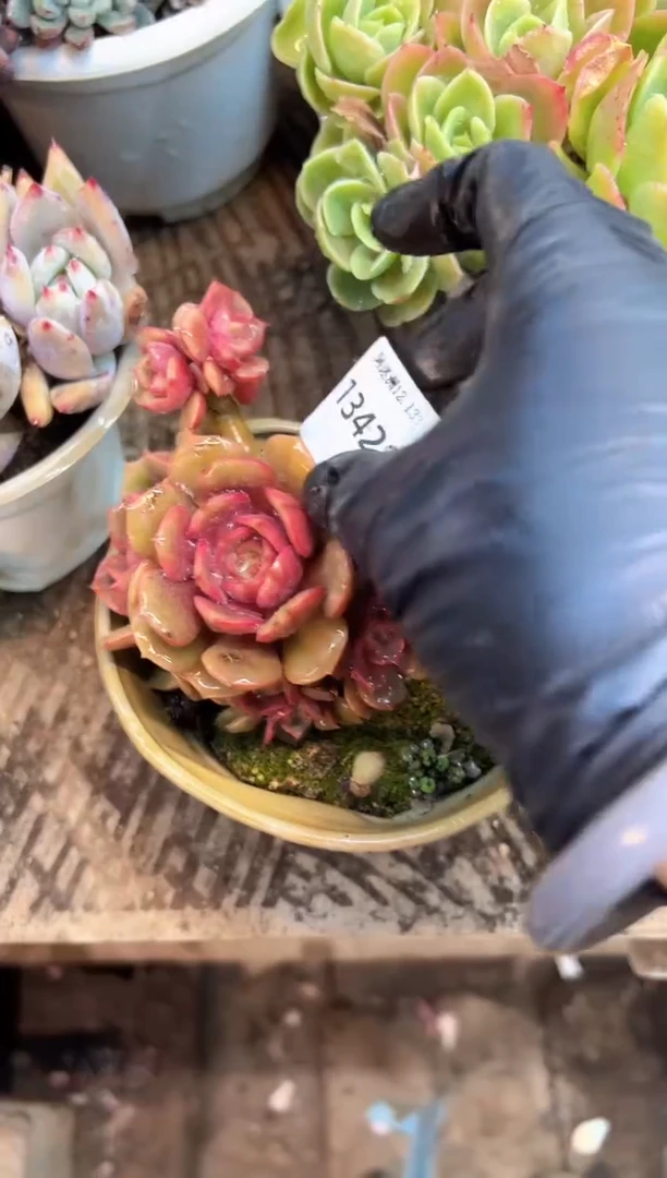 妖*多肉植物一物一拍13428