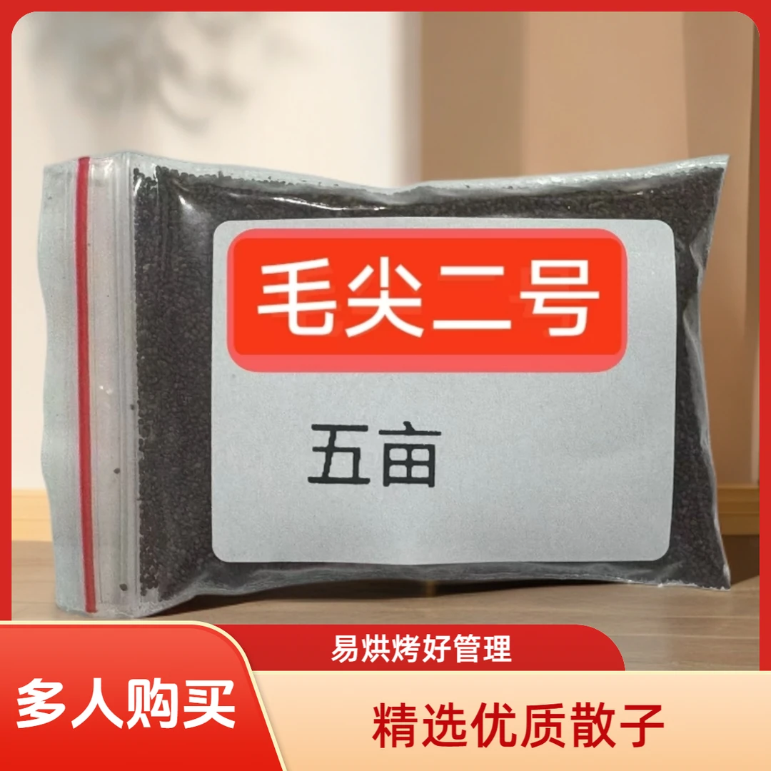 毛尖二号裸籽5亩/饵料产量高抗病强适用于海拔2400以下