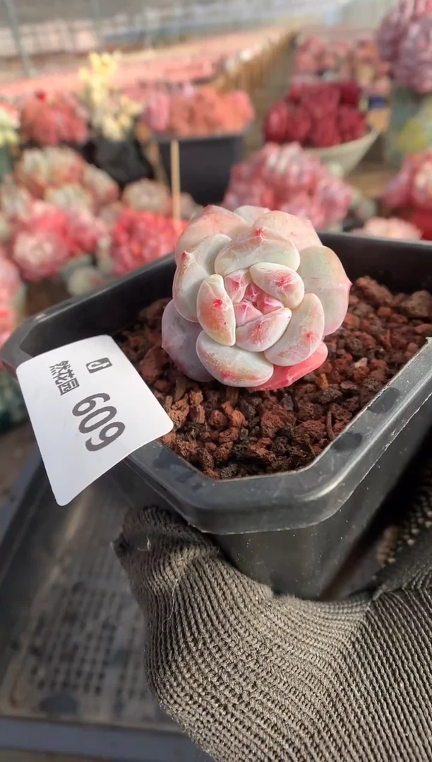 609星影多肉植物一物一拍
