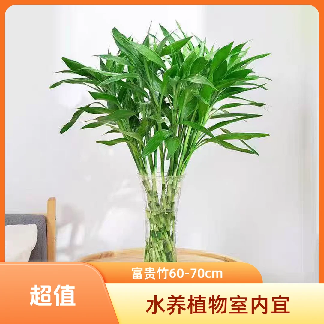 【顺丰发货】水培植物室内养活花卉客厅绿植富贵养富贵招财富贵竹