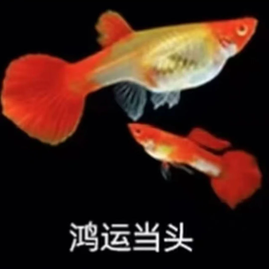 【鸿运当头】单品孔雀鱼好看好养皮实耐活繁殖能力强观赏鱼