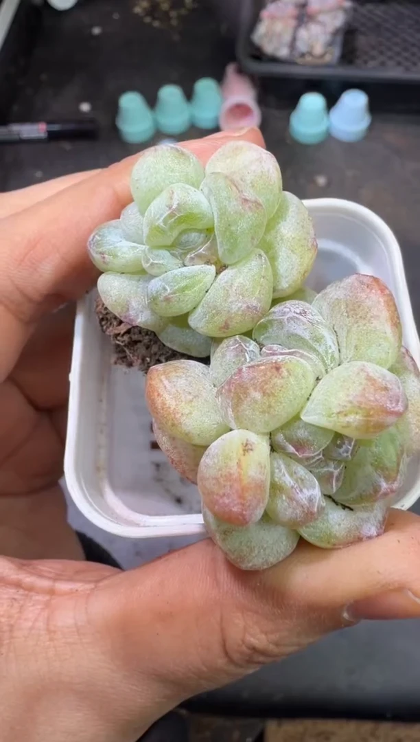 阿*129号江北多肉-到手一筐