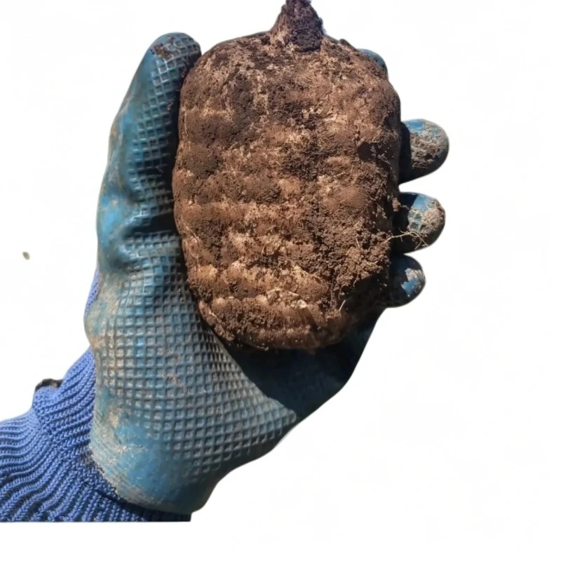 云南昭通小草坝新鲜乌天麻高山林下野生种植可煲汤云南小草坝天麻