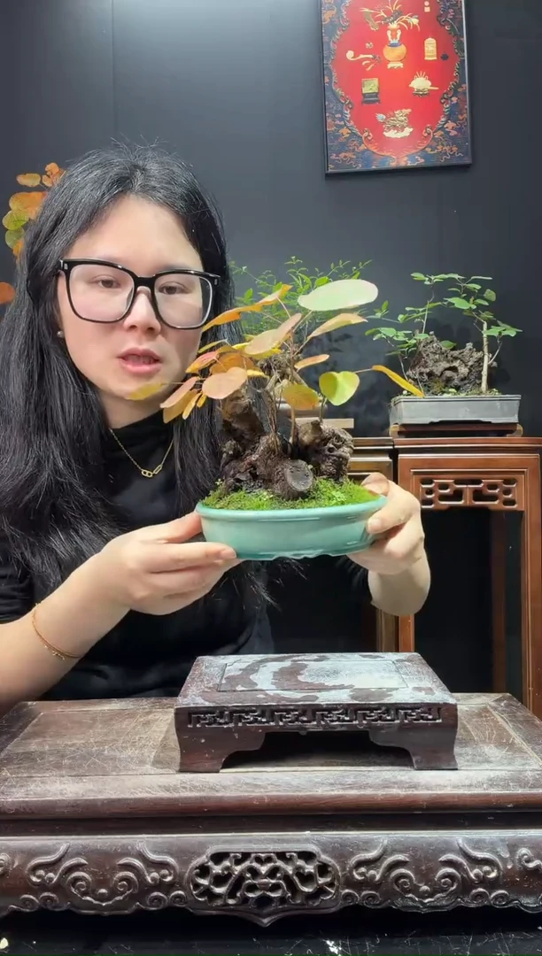 完全开放黄栌000