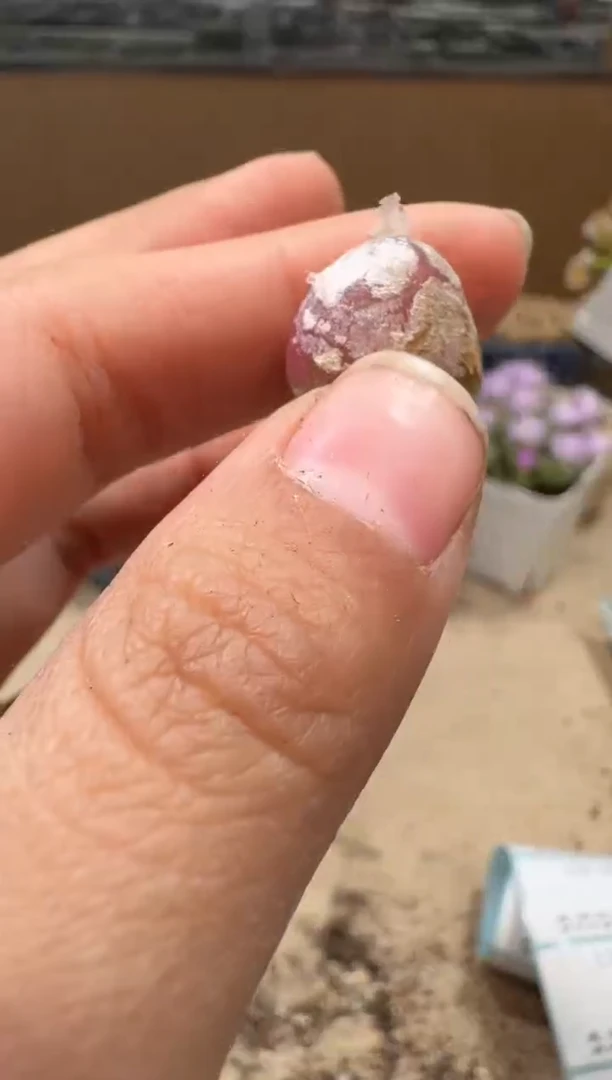 13-77多肉植物肉锥