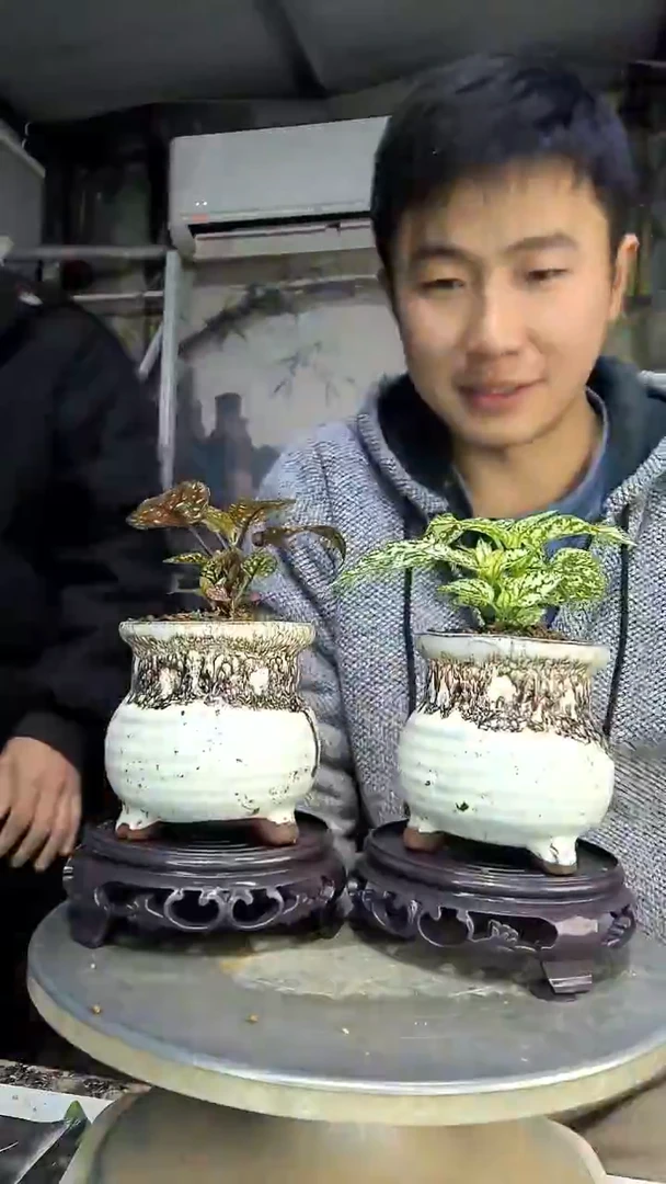 恒****岳中青园艺一物一拍花143