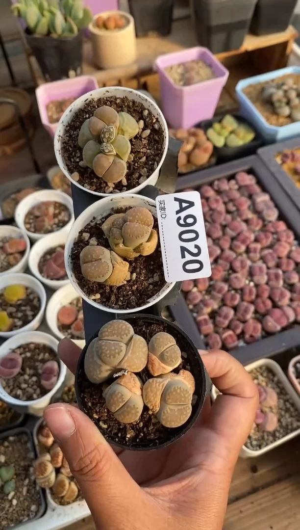 【闪购商品】9020直播一物一拍