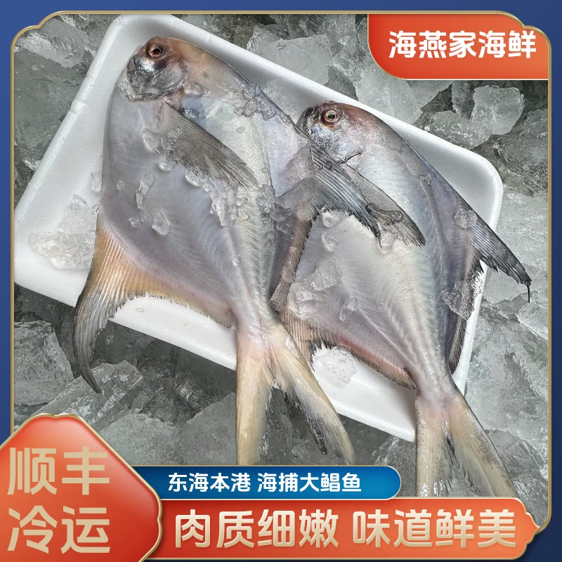 宁波东海冷水本港大鲳鱼(到手3.2斤共5条)速冻锁鲜 顺丰冷链发货