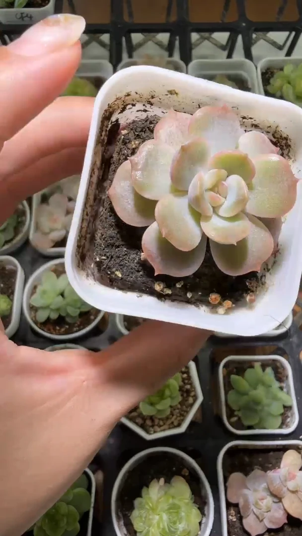 1240  宫花多肉植物