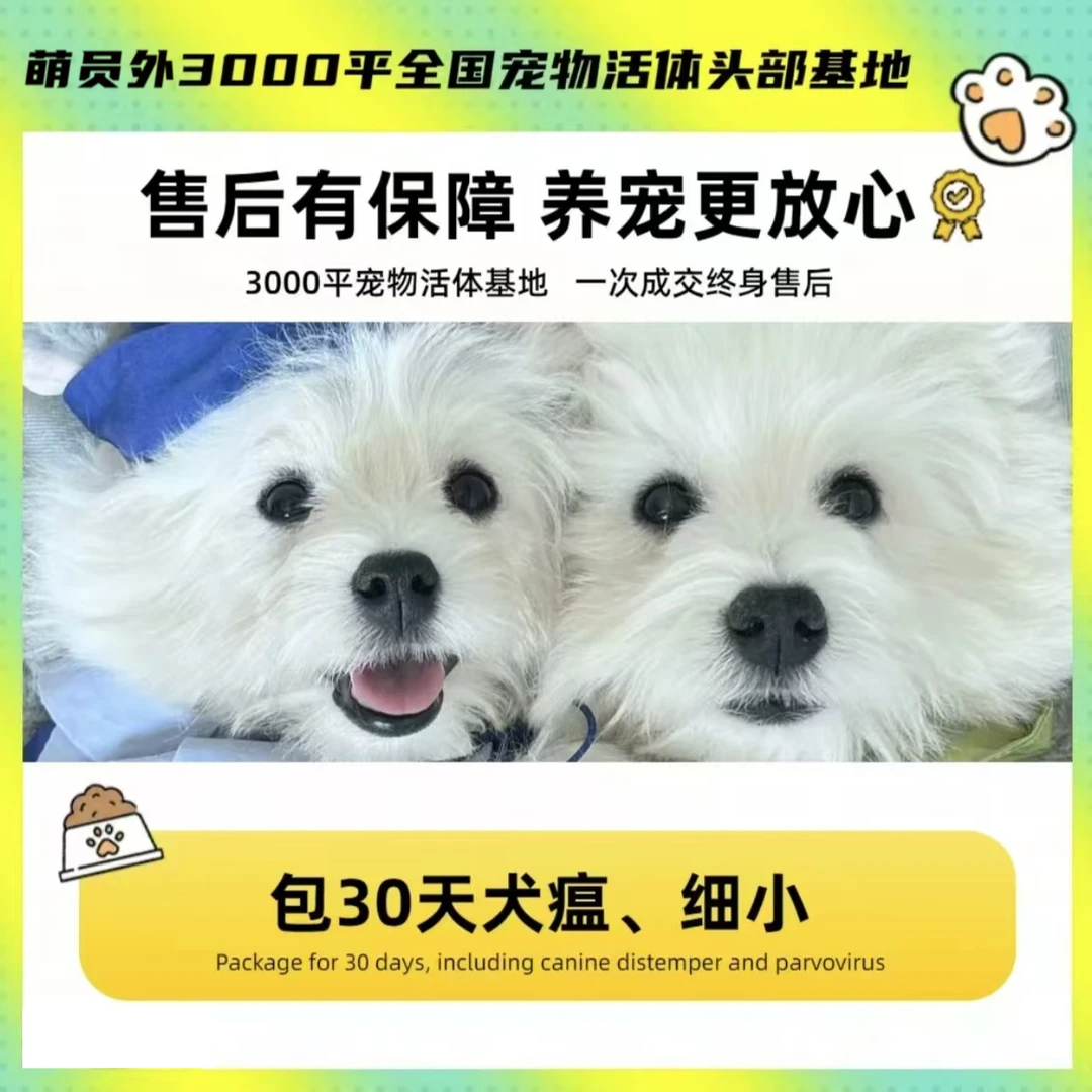 狗狗全款活体《鹏鹏》