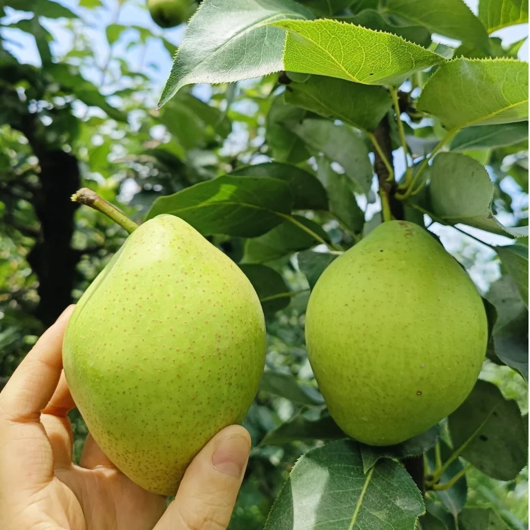 新鲜早酥梨脆甜爆汁2斤