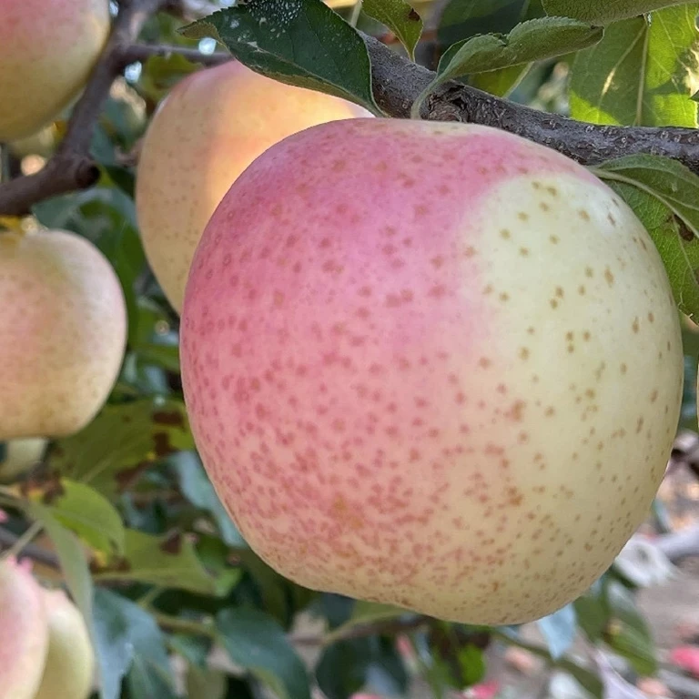 王林苹果  脆甜顺丰发货