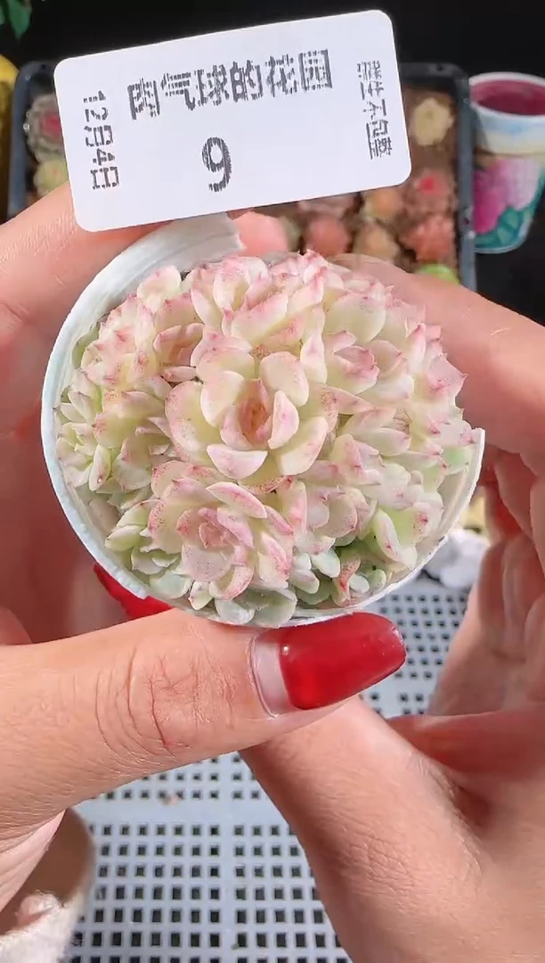 1204-09多肉群生不包整