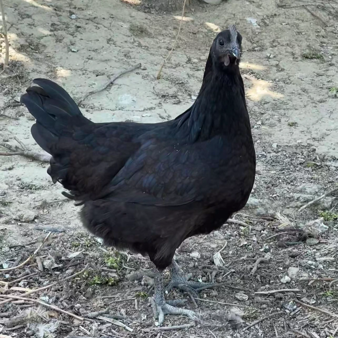 【8个买5送3】活力品尚黑礼盒1斤左右发