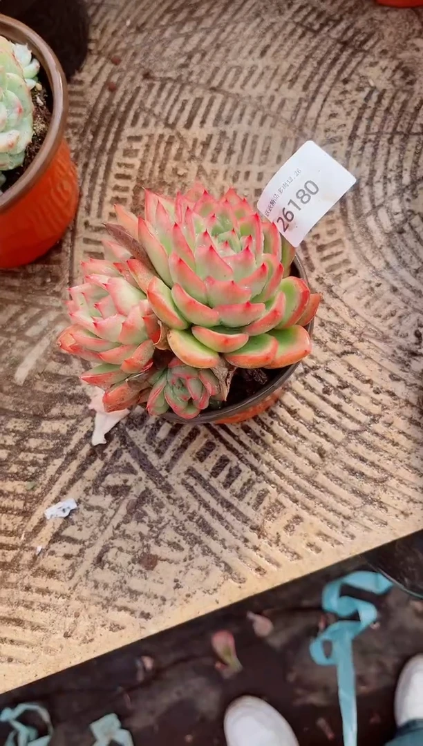 暗*跃跃精品多肉26180