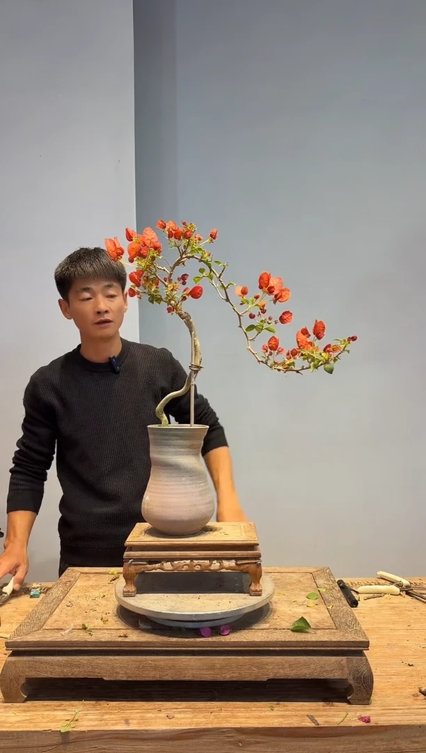 以实际为准三角梅A27