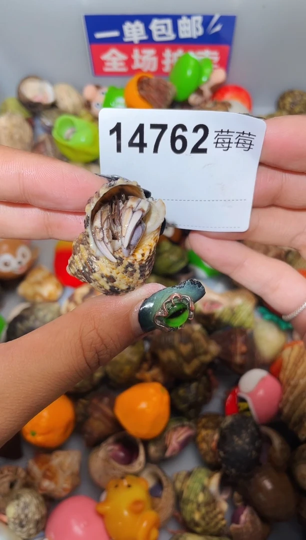 寄居蟹陌派甄选寄居蟹14762