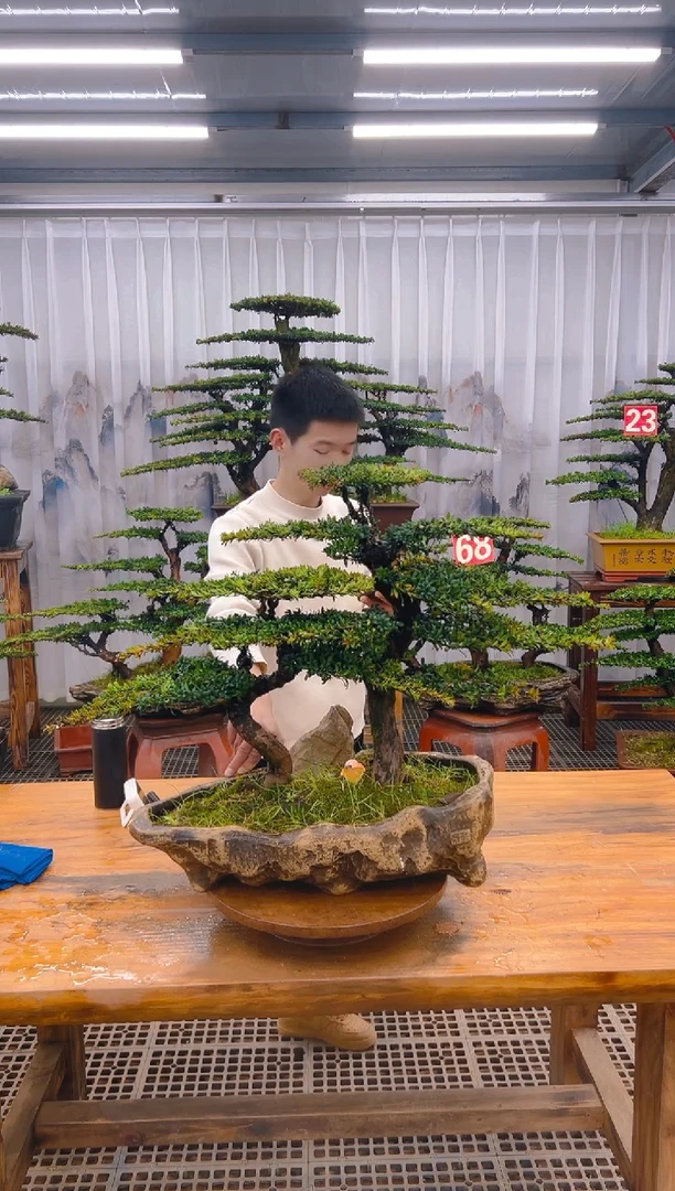 【闪购商品】紫砂精品盆景直播间一物一拍