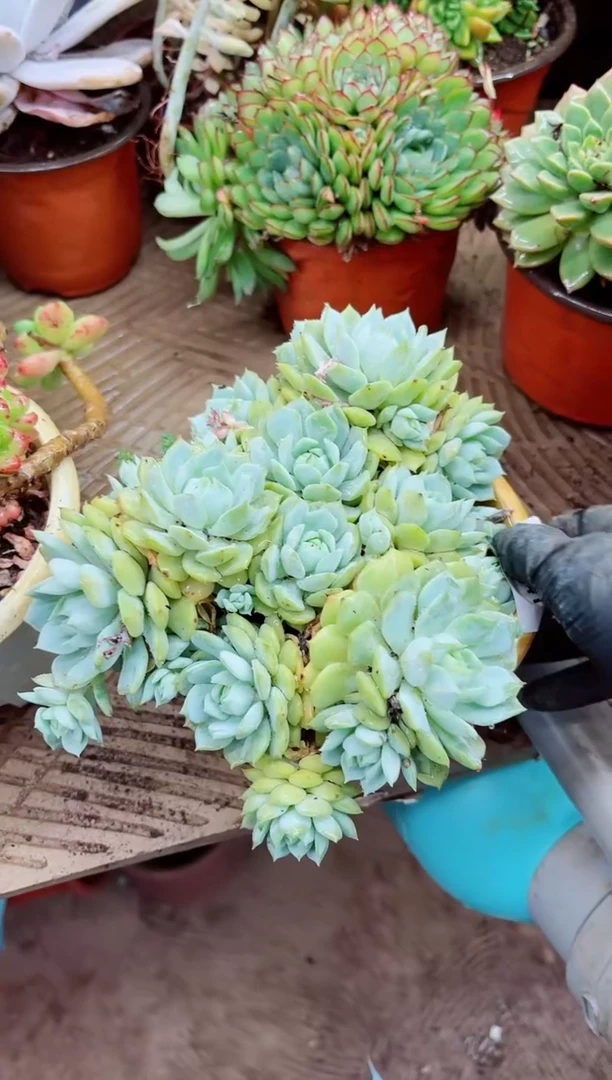 骉*28041多肉植物一物一拍