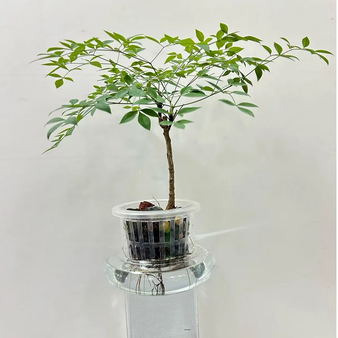 南天竹水培绿植造型盆景