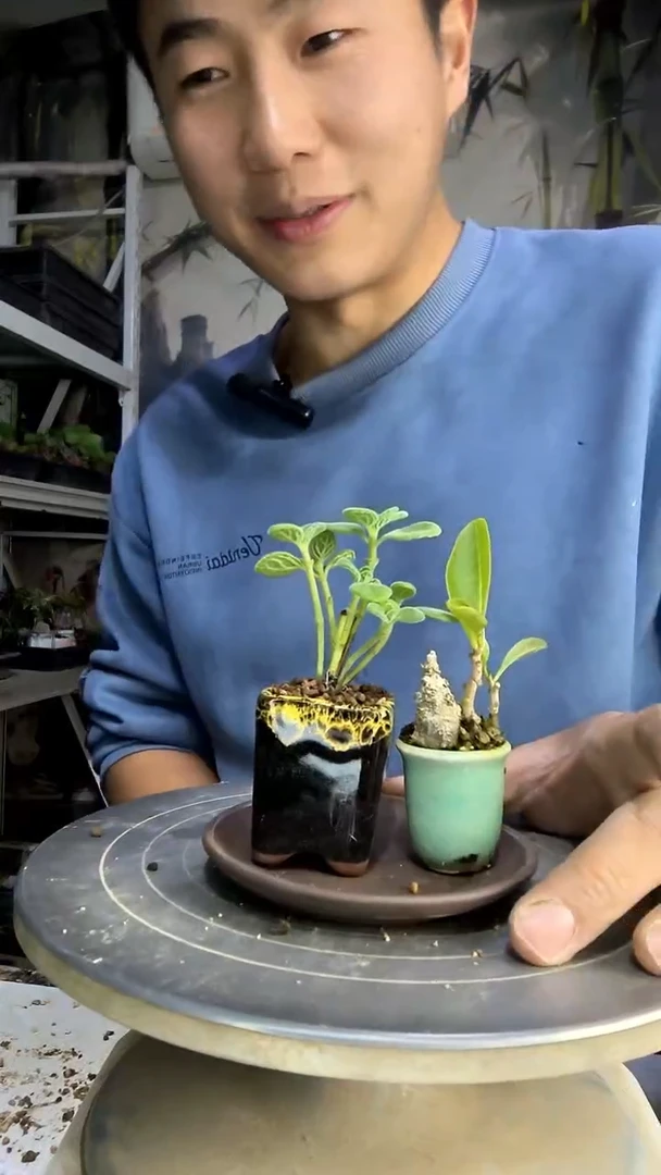 圆**吖中青园艺一物一拍187