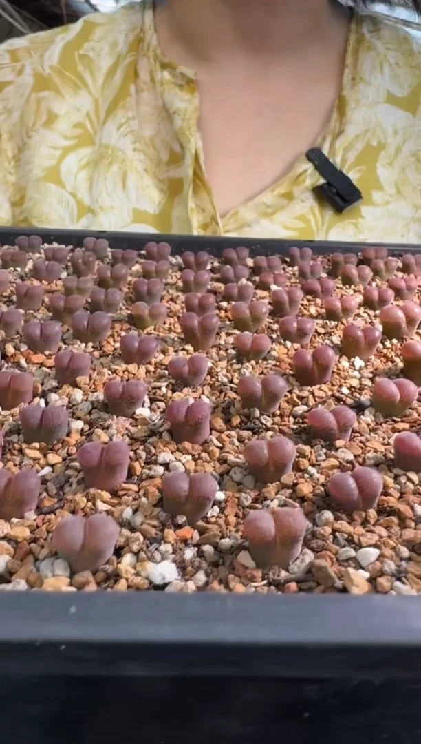 13-78多肉植物一颗