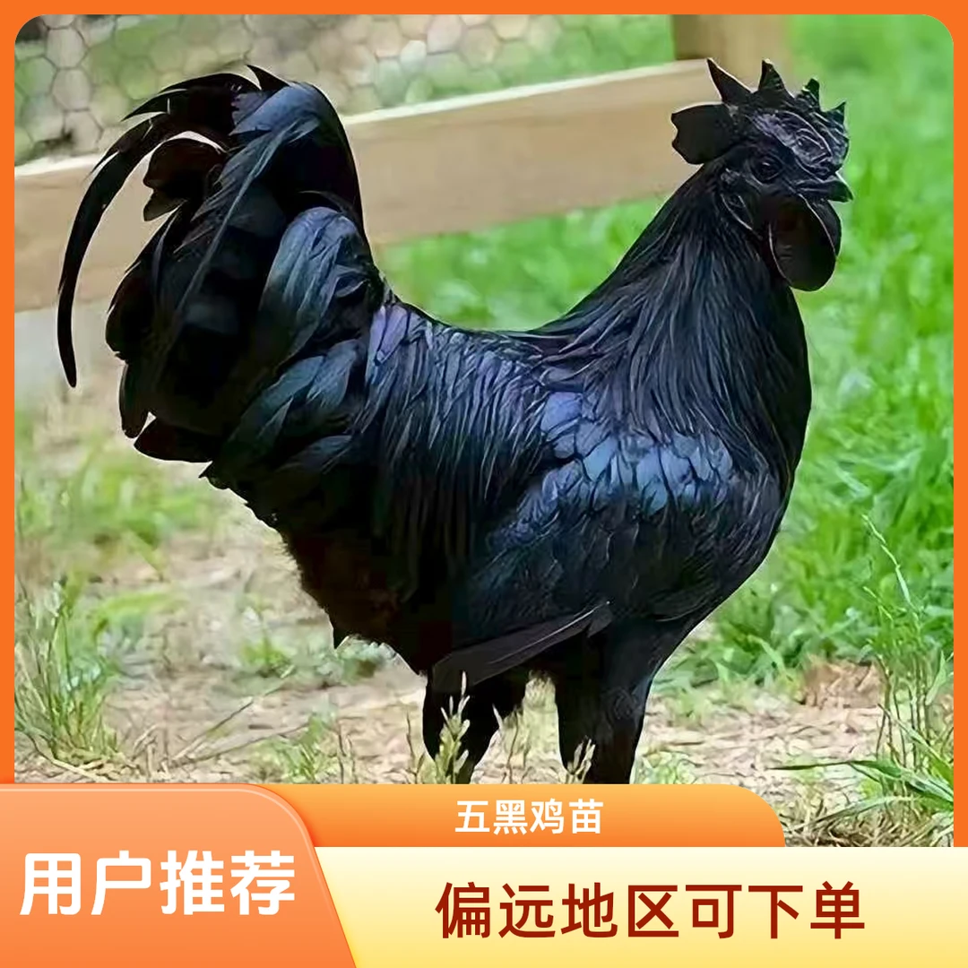 2.5-3斤五黑鸡宠物鸡